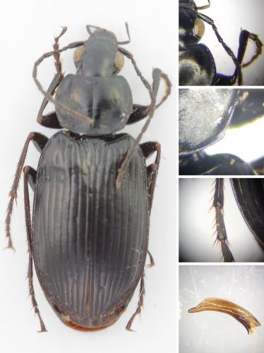 Réf. 255 050 : Agonum lugens